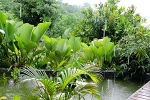 The small fish pond during a refreshing tropical shower